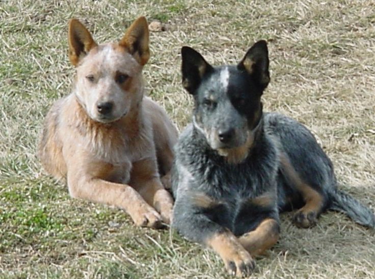 98 best BLUE HEELER PUPS images on Pinterest | Australian cattle ... 98 best BLUE HEELER PUPS images on Pinterest | Australian cattle ...