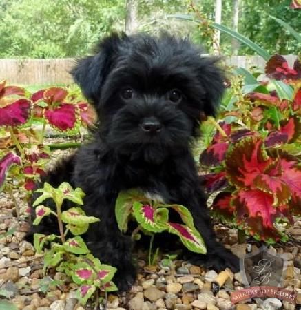 havanese puppies raleigh nc best 25 havanese puppies ideas on breeds pictures havanese and havanese puppies raleigh nc best 25 havanese puppies ideas on breeds pictures havanese and