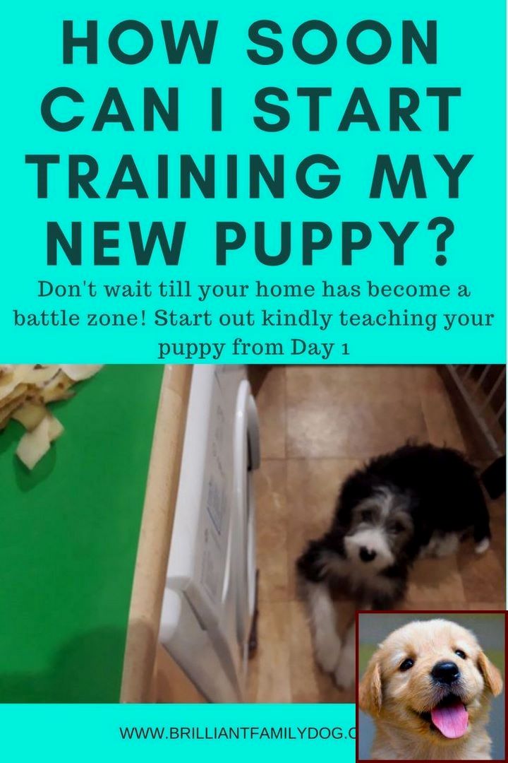 1 Have Dog Behavior Problems Learn About House Training A Puppy
