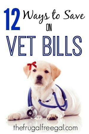 Vet bills can add up! Before heading out to the vet, check out these ways to sav...