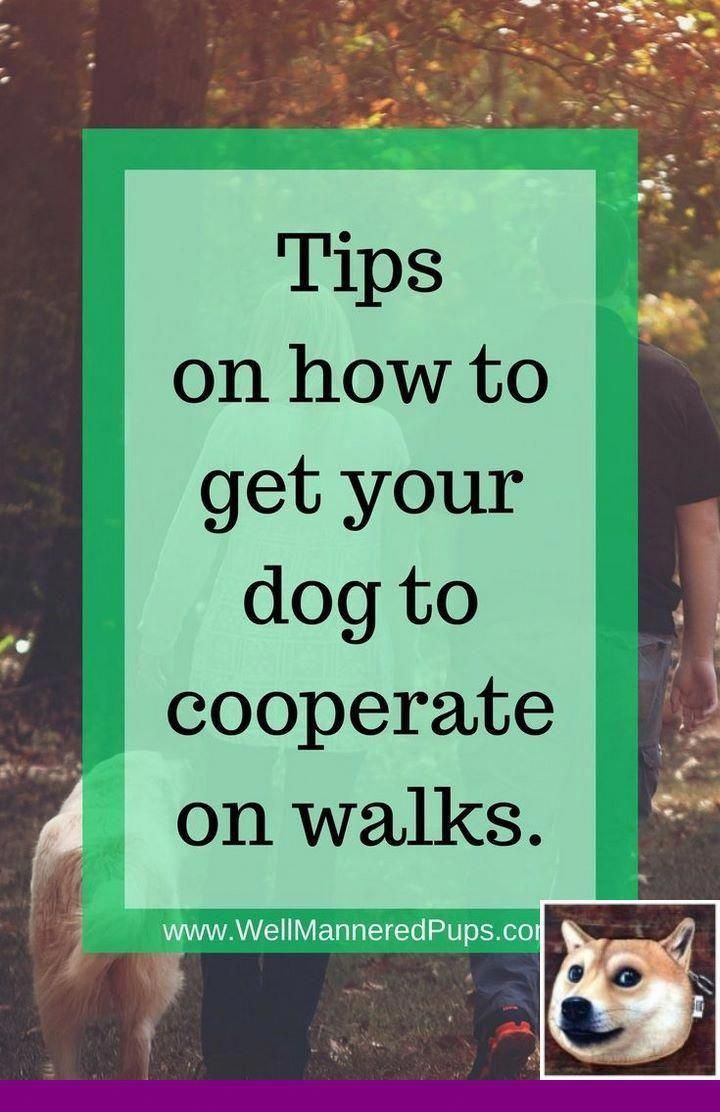 Creative Revitalized Dog Training For Beginners Linked Here Dog