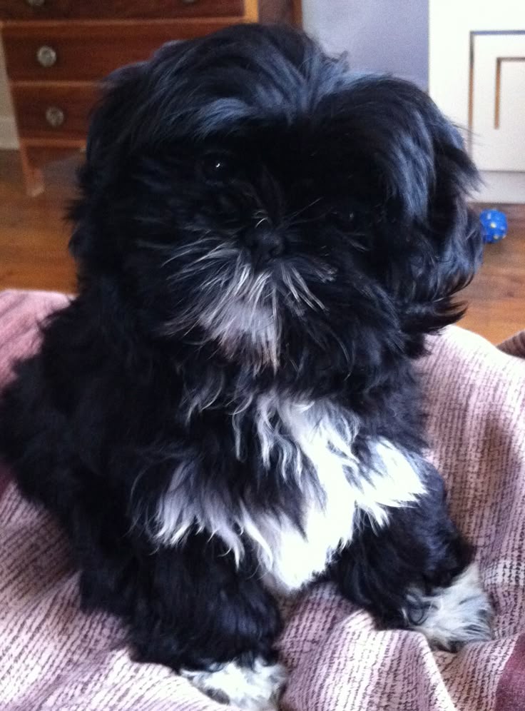 shih tzu breeders pennsylvania 25 b 228 sta shih tzus id 233 erna p 229 shih tzu breeders pennsylvania 25 b 228 sta shih tzus id 233 erna p 229