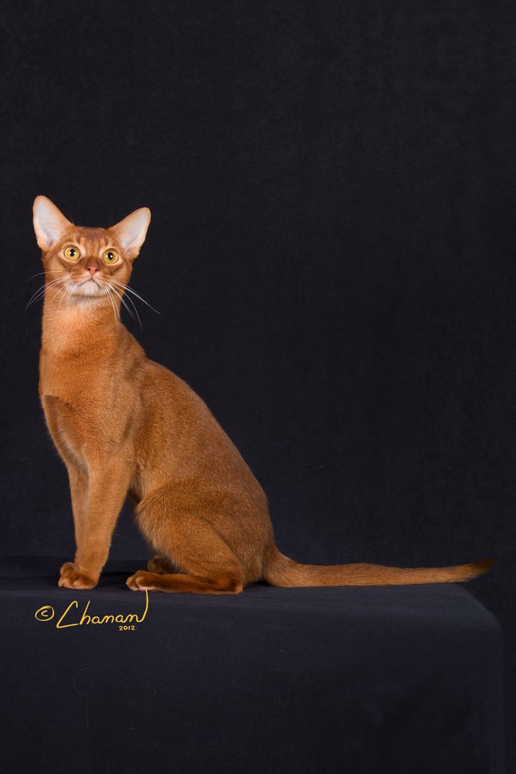 31 best Abyssinian cats images on Pinterest | Abyssinian cat, Cute ... 31 best Abyssinian cats images on Pinterest | Abyssinian cat, Cute ...