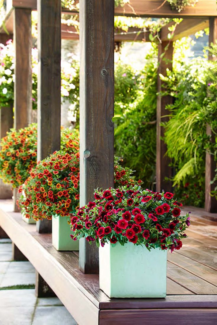 superbells pomegranate punch calibrachoa hybrid potted plants patio container gardening container gardening flowers green balcony plants on superbells pomegranate punch calibrachoa hybrid potted plants patio container gardening container gardening flowers container gardening