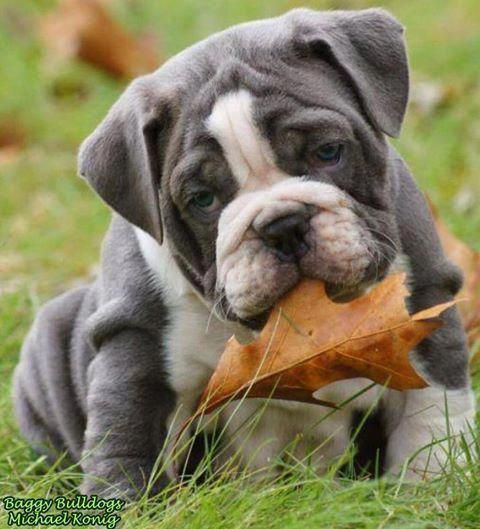 English Bulldogs Bulldogspuppies Bu Bulldog Puppies Cute