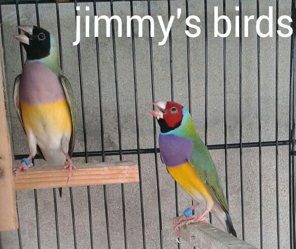 Gouldian Finches Finch Breeds Birds