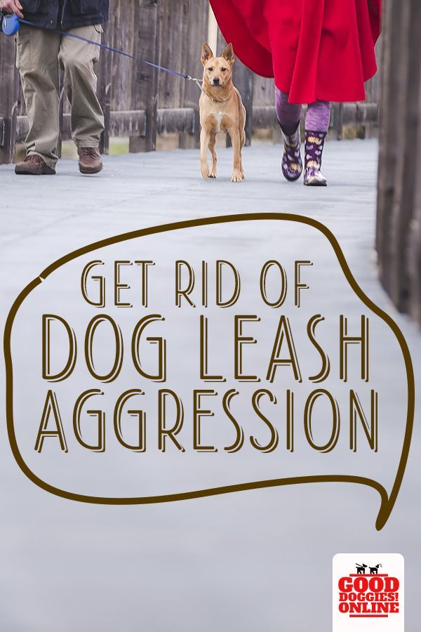 Get Rid Of Dog Leash Aggression Once And For All Leash
