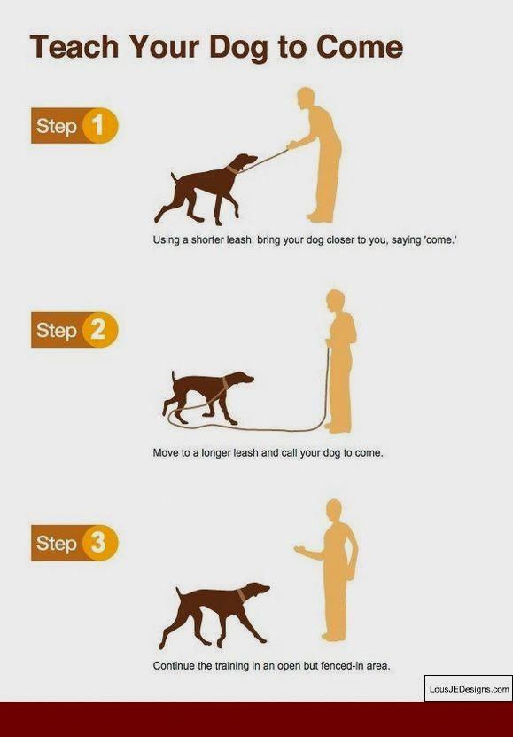 Pin On Dog Training Tips