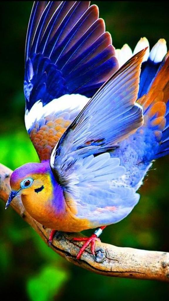 i have never seen a bird with all these colors it s beautiful but is it real and not someone playing with the beautiful birds colorful birds animals beautiful