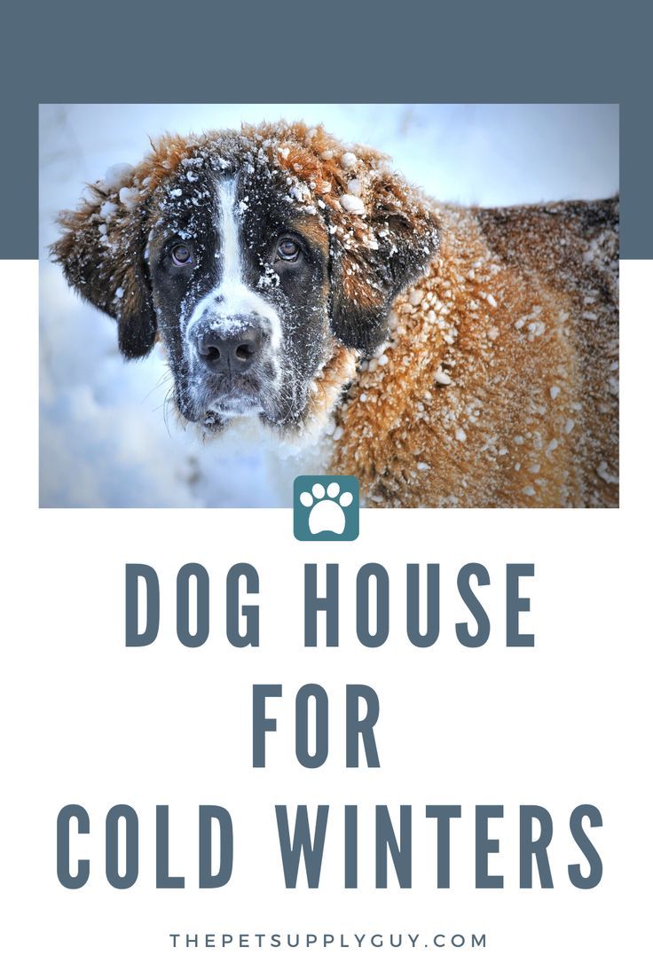 Best Dog House For Winter Cool Dog Houses Dogs Best Dogs
