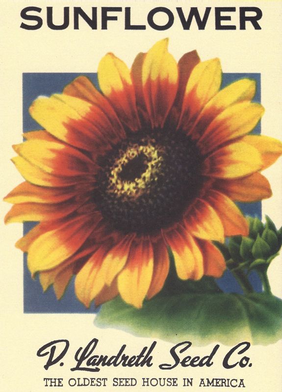 Pin on Botanicals, Vintage Seed Packets, Seed Boxes, Catalogs, and Prints Pin on Botanicals, Vintage Seed Packets, Seed Boxes, Catalogs, and Prints