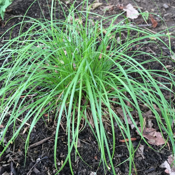 Best 25+ How to plant carex ideas on Pinterest How to grow carex - carex bronze reflection Best 25+ How to plant carex ideas on Pinterest How to grow carex - carex bronze reflection