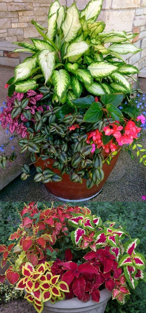best 25 garden pots ideas on pinterest planter ideas flowers garden and container plants - Garden Ideas Using Pots best 25 garden pots ideas on pinterest planter ideas flowers garden and container plants - Garden Ideas Using Pots