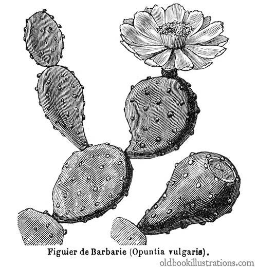 Download Prickly Pear - Old Book Illustrations in 2020 | Cactus illustration, Vintage cactus, Prickly pear