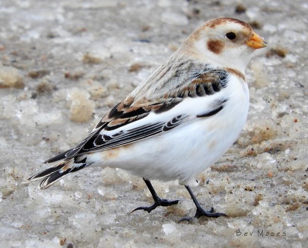 Canada Goose Baby Snow Bunting menta Canada Goose Baby Snow Bunting menta