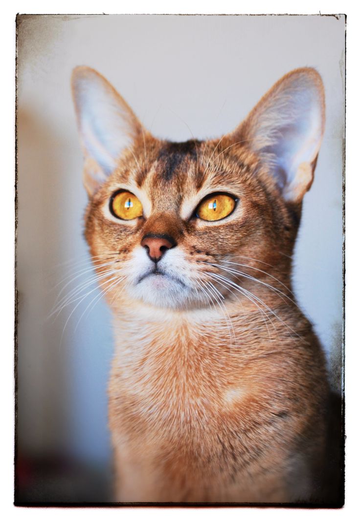 12 best Gatti images on Pinterest | Cats, Dog cat and Beautiful cats 12 best Gatti images on Pinterest | Cats, Dog cat and Beautiful cats