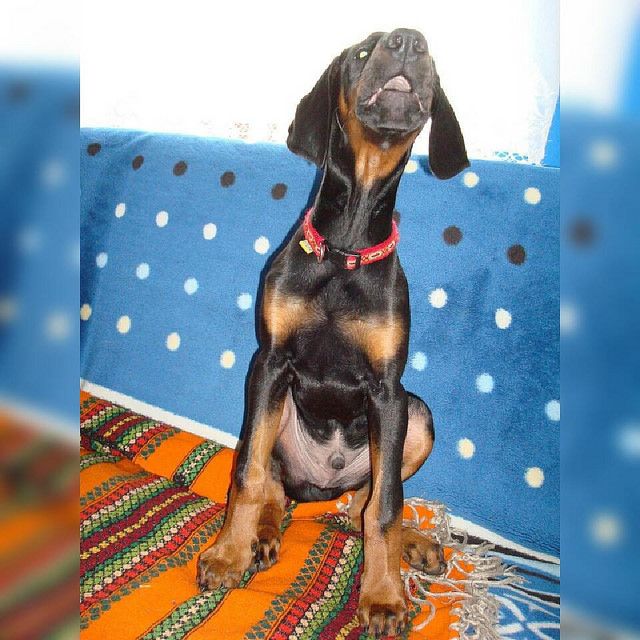 Is Your Dobermann Pinscher Driving You Crazy Within Hours Stop