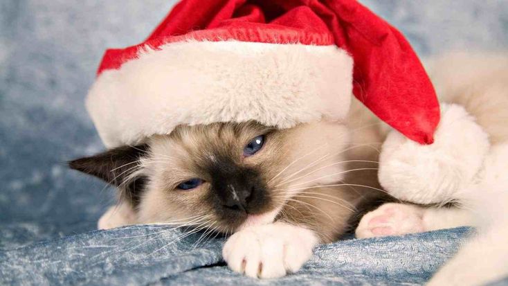 New Submit Cute Christmas Cat Wallpaper Hd Wallpapers 10000