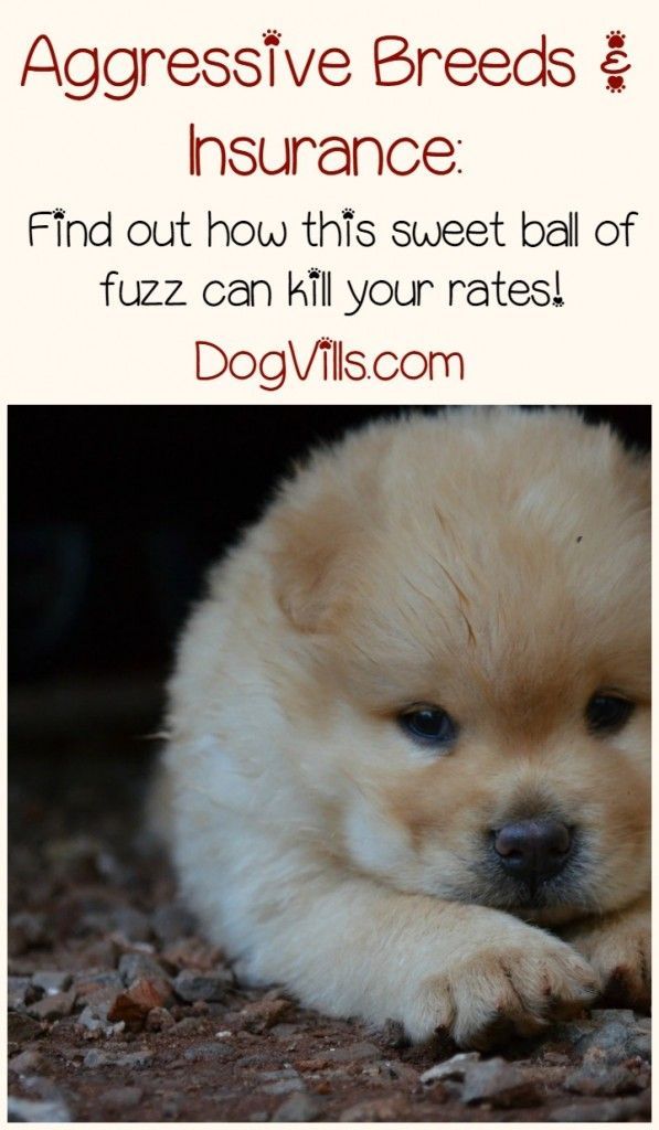 Pin On Dog Health Tips