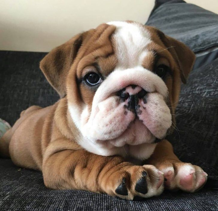 The Domestic Dog Baby Bulldogs Pin By Samantha Erica On Dogs