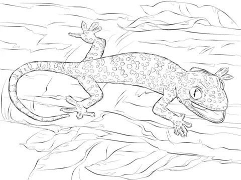 realistic tokay gecko coloring page from gecko lizard category select from 28415 printable crafts of cartoons nature animals bible and many more - Gecko Coloring Pages realistic tokay gecko coloring page from gecko lizard category select from 28415 printable crafts of cartoons nature animals bible and many more - Gecko Coloring Pages