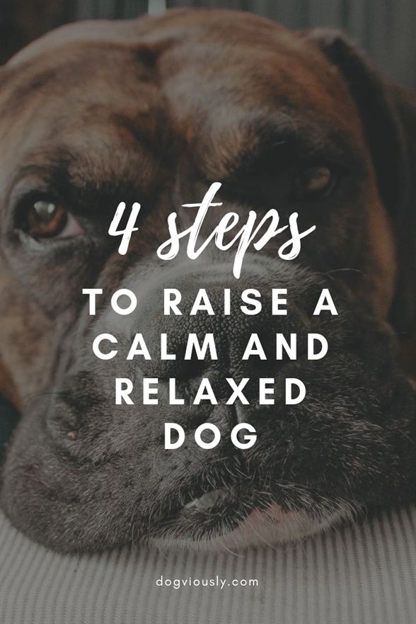 Dog Training Kit For Big Dogs Positive Dog Training Quotes Dog