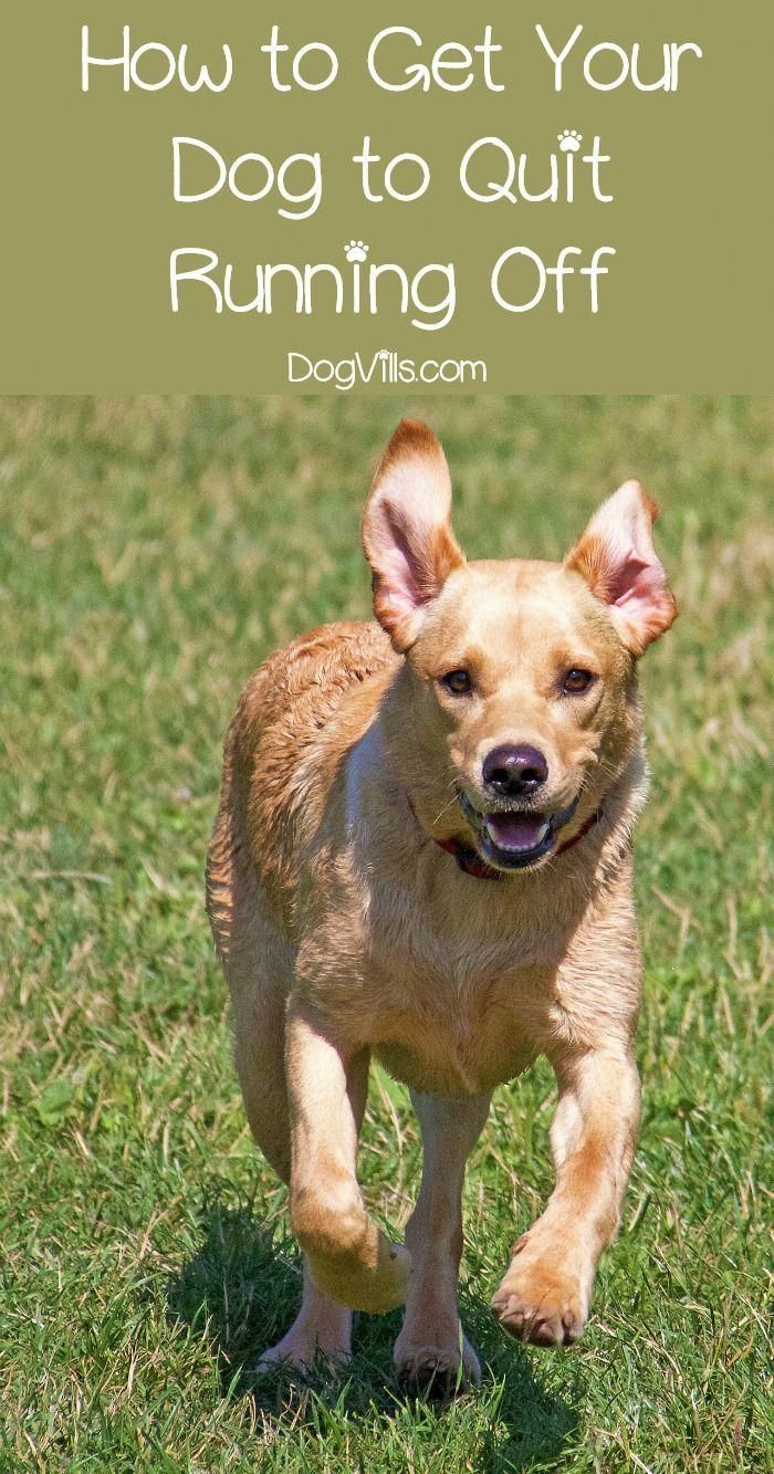 Agility Competition Dog Dogs Fun Humans Incentives
