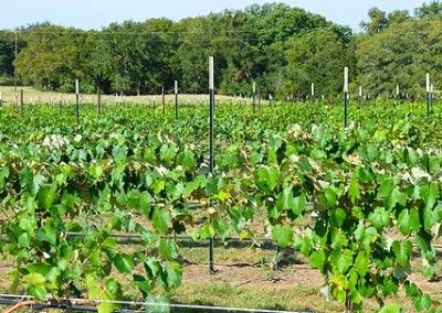 12 best way out wineries texas road trip images on pinterest