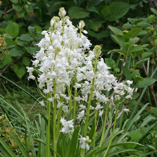 502 best Jardim images on Pinterest Garden, Plants and Gardening - gartenpflanzen winterhart immergrun 502 best Jardim images on Pinterest Garden, Plants and Gardening - gartenpflanzen winterhart immergrun