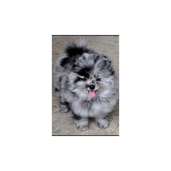 Mini Australian Shepherd Pomeranian Mix Dog breeds