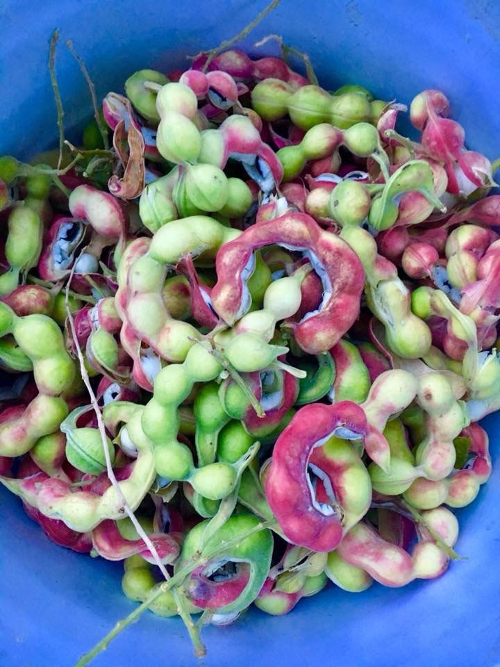 Guamuchiles | Frutas, Cocinas mexicanas
Guamuchiles