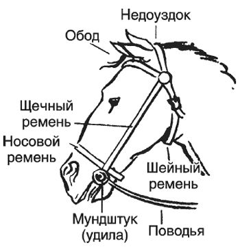 Что такое недоуздок и для чего нужен лошади Сотрудники Ленинградского зоопарка подарили альпаке Шарлотке праздничный недоуздок