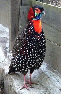 O tragopan ocidental ou tragopan de CHIFRE ocidental (Tragopan melanocephalus) …