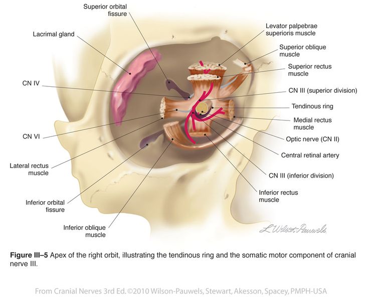 Muscle Cone Common Tendinous Ring Muscle Cone Common Tendinous Ring
