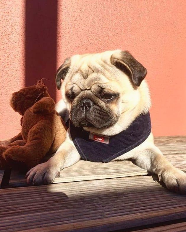 Puppia Classy Cord Step In Jacket Harness Available At Www