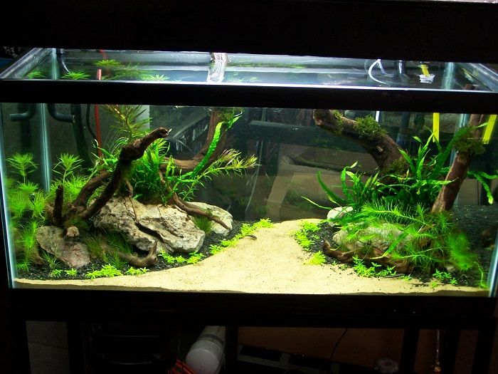 Freshwater Aquarium Design Ideas diy aquarium decoration ideas Aquascaping Designs As Wonderful View For Aquarium Front View Of Small Aquascaping Designs Idea From Glass Material Aquariums Pinterest Glass Freshwater Aquarium Design Ideas gorgeous aquarium design ideas new fish tank design gallon aquarium aquarium design ideas freshwater aquarium Aquascaping Designs As Wonderful View For Aquarium Front View Of Small Aquascaping Designs Idea From Glass Material Aquariums Pinterest Glass