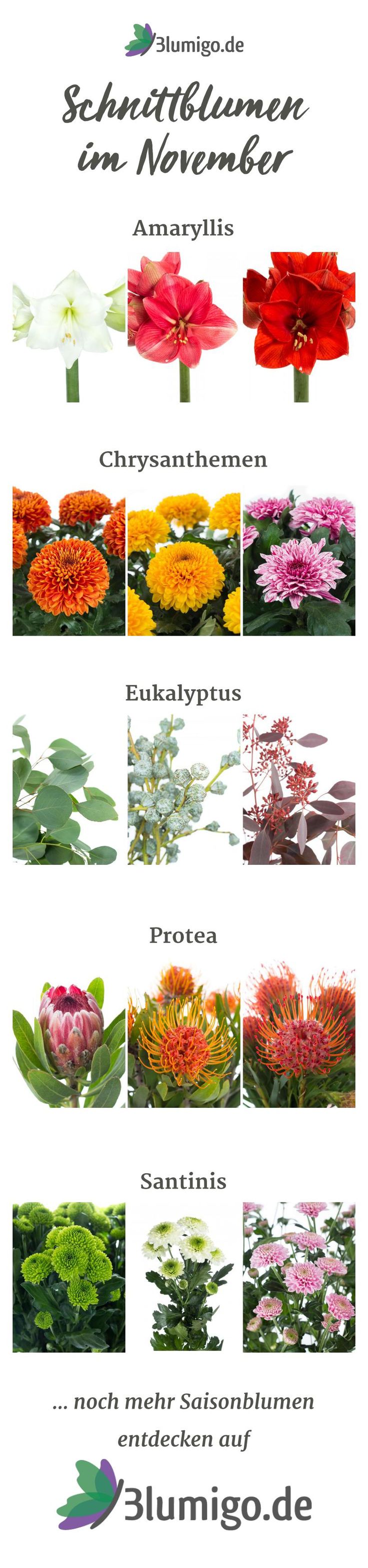Welche Blumen gibt es im November? Mit der gezielten Auswahl an Saisonblumen kan...