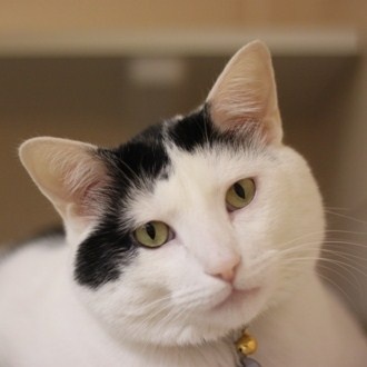 Cat Rescue Naperville Area Cat Rescue Naperville Area