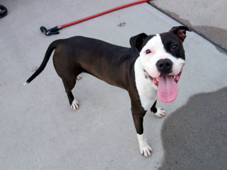 Coweta County Dog Adoption Coweta County Dog Adoption
