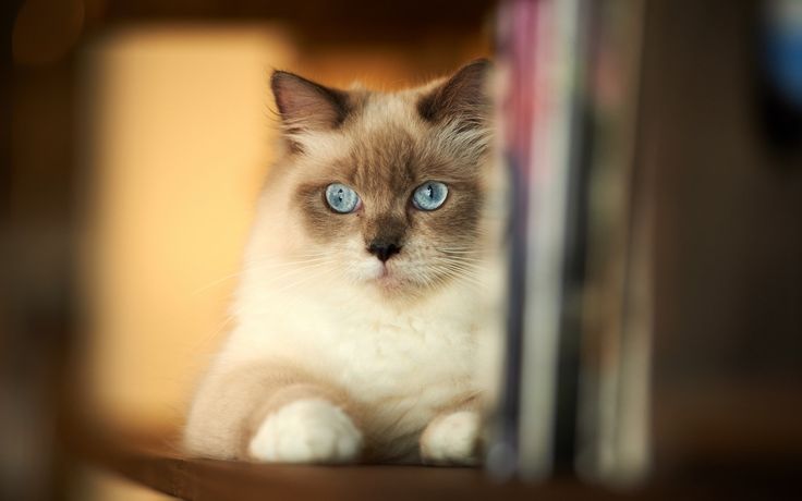 Siamese Cat Hd Wallpaper Freehdwalls Cute Cat Wallpaper Cats Siamese Cats