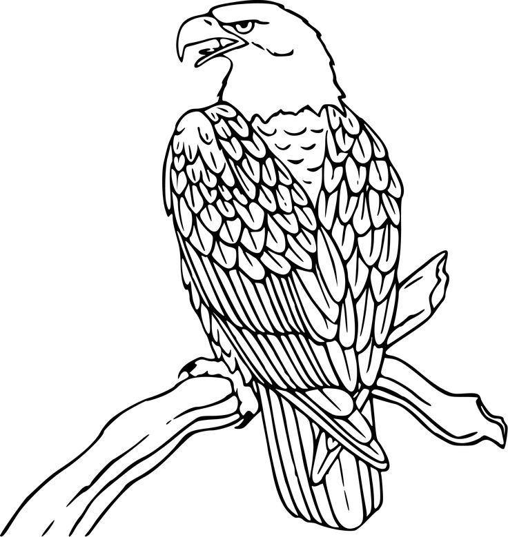 20 best eagles images on pinterest | eagle drawing, drawings and ... - American Bald Eagle Coloring Page 20 best eagles images on pinterest | eagle drawing, drawings and ... - American Bald Eagle Coloring Page