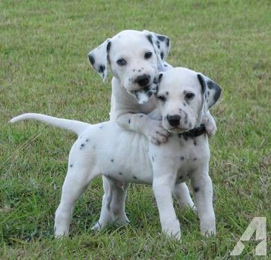 dalmatian puppies for sale alabama the 25 best dalmatian puppies for sale ideas on boys spotty t shirt dalmatian puppies for sale alabama the 25 best dalmatian puppies for sale ideas on boys spotty t shirt
