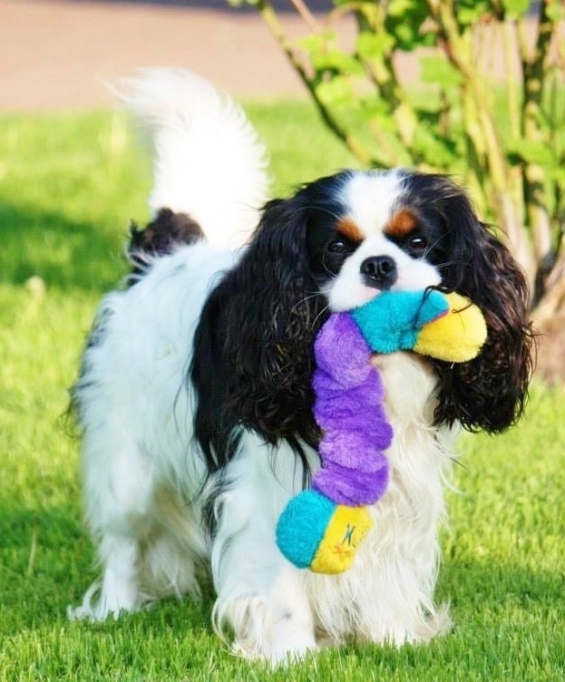 What Are Best Dog Treats For King Charles Spaniels What Are Best Dog Treats For King Charles Spaniels