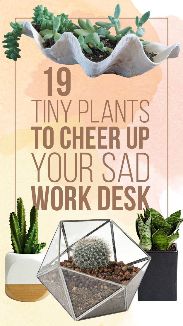 Best 25 Desk Plant Ideas On Pinterest Plants For Office 19 Tiny Plants To Cheer Up Your Sad Work Desk
