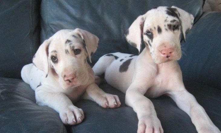 20 Cool Facts About The Great Dane Greatdaneblack Great Dane