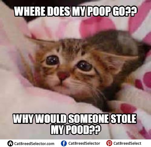 best 25 sad cat meme ideas on pinterest grumpy cat, life alert 5eb3d91b427eddf5980783b079f405b4 sad cat meme cat memes best 25 sad cat meme ideas on pinterest grumpy cat, life alert,Chronic Illness Cat Meme