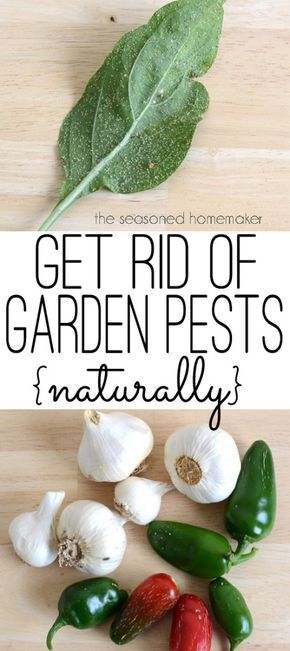 Natural Pesticide To Use On Spaghetti Squash Natural Pesticide To Use On Spaghetti Squash