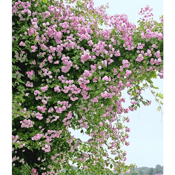 Die besten 25+ Mein schöner garten spezial Ideen auf Pinterest - abo mein schoner garten Die besten 25+ Mein schöner garten spezial Ideen auf Pinterest - abo mein schoner garten