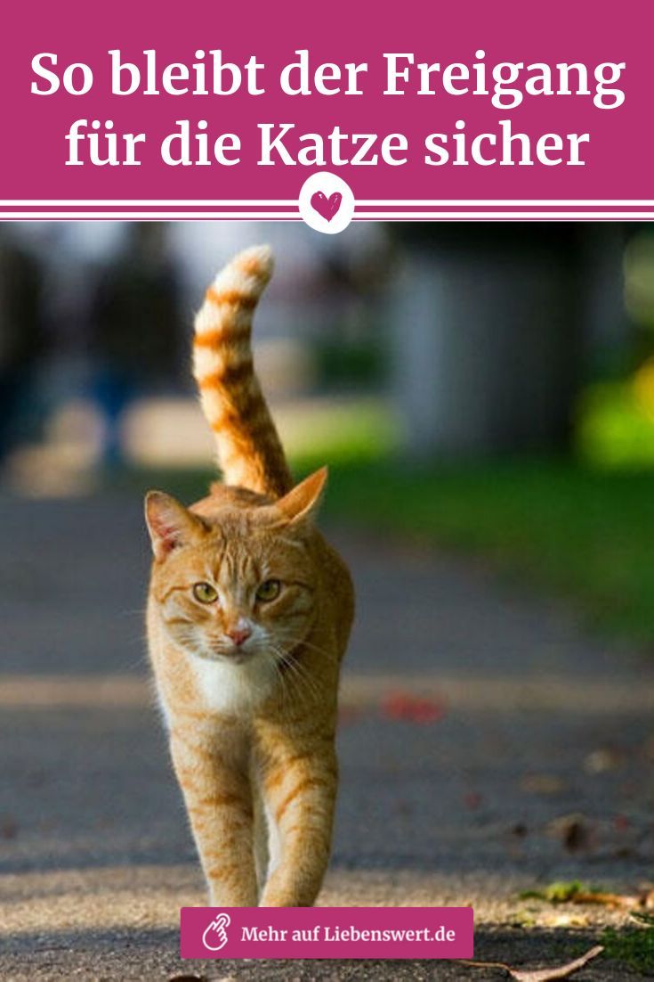 Freiganger Katze Sicher Nach Draussen Lassen Katzen Draussen Katzen Katzenhaltung