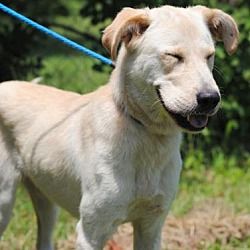 Anniston Al Golden Retriever Meet Jubilee A Dog For Adoption